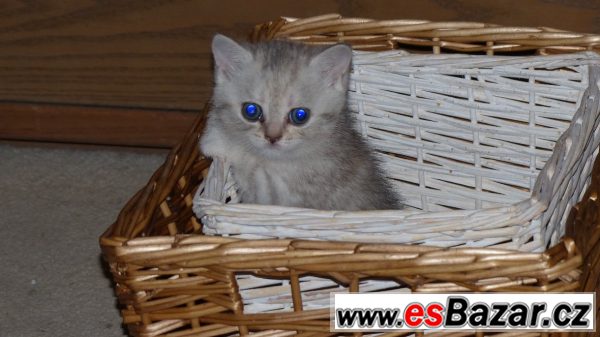Prodám britské whiskas kotě – fotografie 1