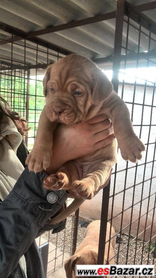 Prodám štěňata bordeauxké dogy – fotografie 1