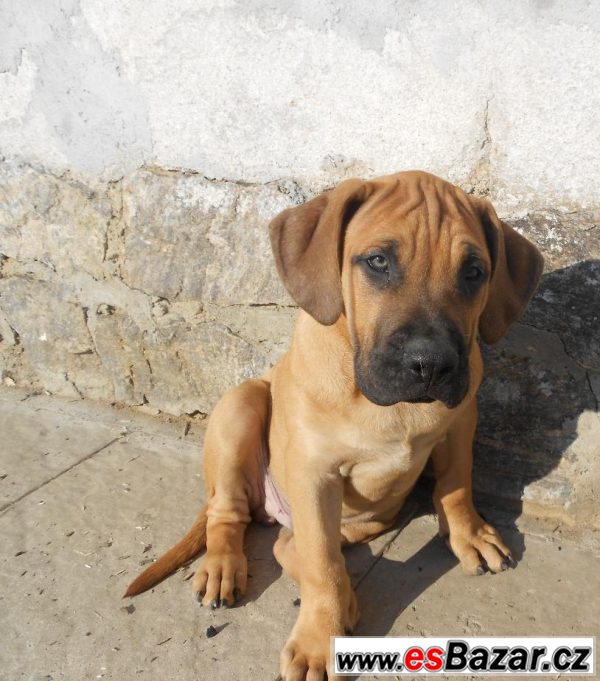 Prodám štěňátka Dogo Canario – fotografie 2
