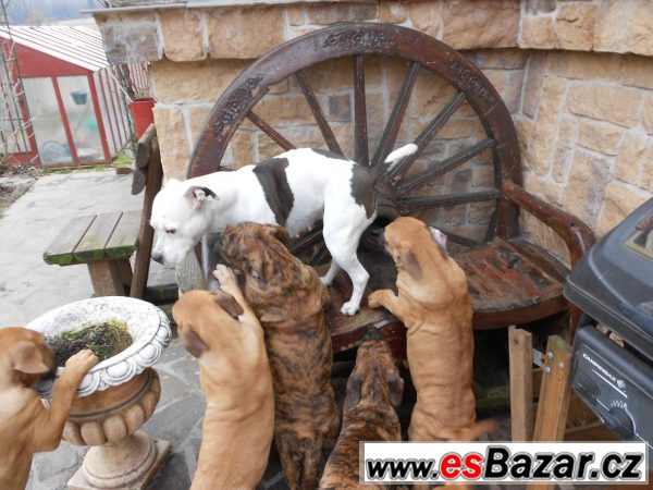 Prodám štěňátka Dogo Canario – fotografie 3