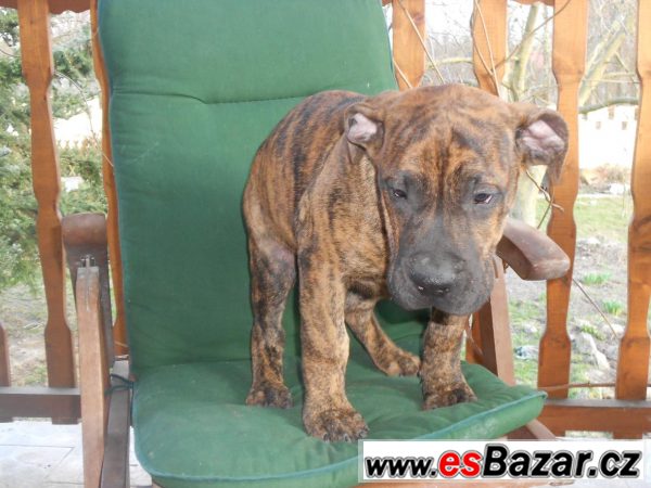 Prodám štěňátka Dogo Canario – fotografie 4