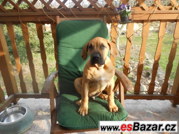 Prodám štěňátka Dogo Canario – fotografie 5