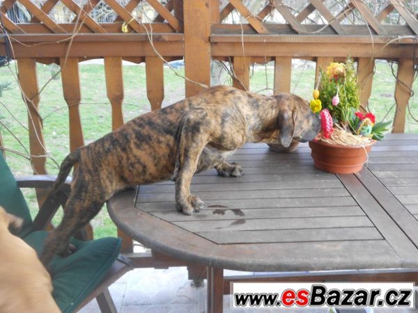 Prodám štěňátka Dogo Canario – fotografie 6