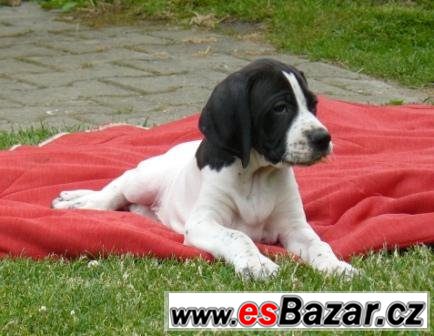 Pointer - štěňata – fotografie 1
