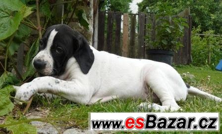Pointer - štěňata – fotografie 2