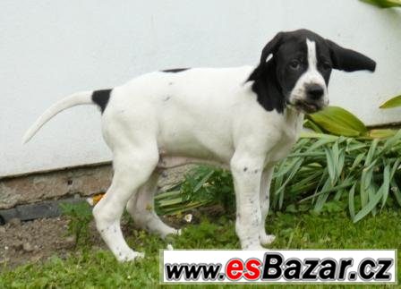 Pointer - štěňata – fotografie 3