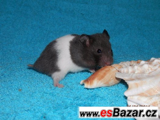 Měsíční mláďata křečka syrského – fotografie 3