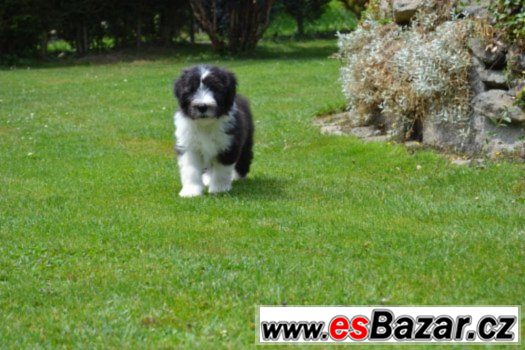 Bearded collie s PP – fotografie 1