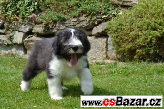 Bearded collie s PP – fotografie 3