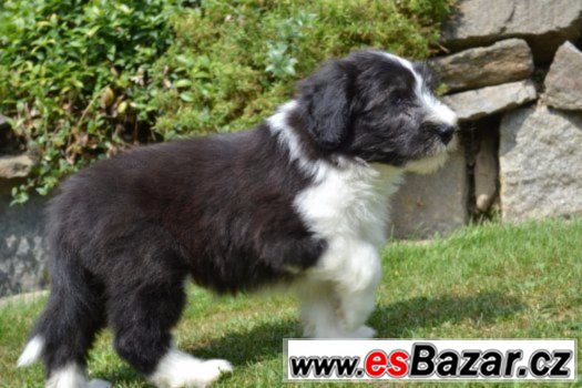 Bearded collie s PP – fotografie 4