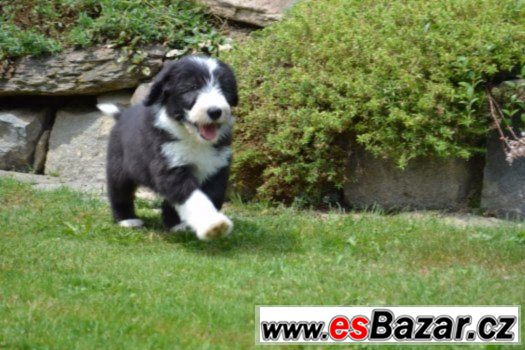 Bearded collie s PP – fotografie 5