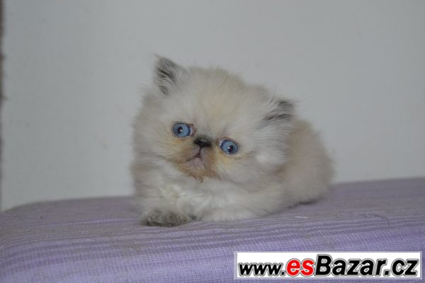 Perská bílá kočika – fotografie 1