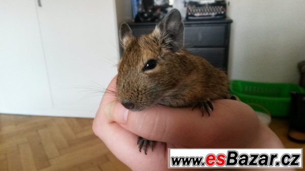 Osmak degu daruji – fotografie 2