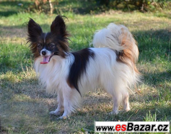 Papillon motýlek  – fotografie 1