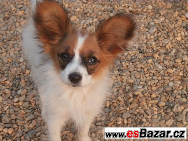 Papillon s PP – fotografie 1