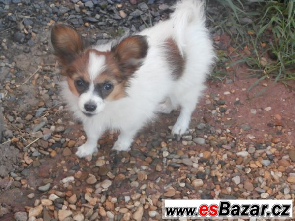 Papillon s PP – fotografie 3