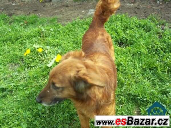 Pepa - labradorský retrívr x - pes – fotografie 1