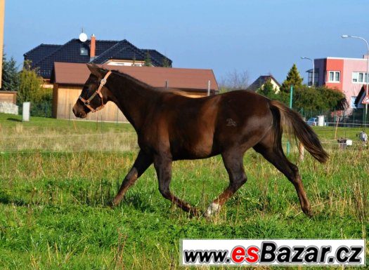 Krásná QH klisna – fotografie 1