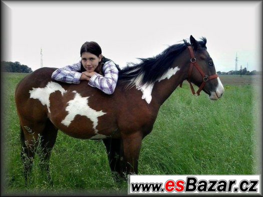Nádherný APH hřebeček – fotografie 3