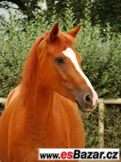 Prodám pony valacha – fotografie 1