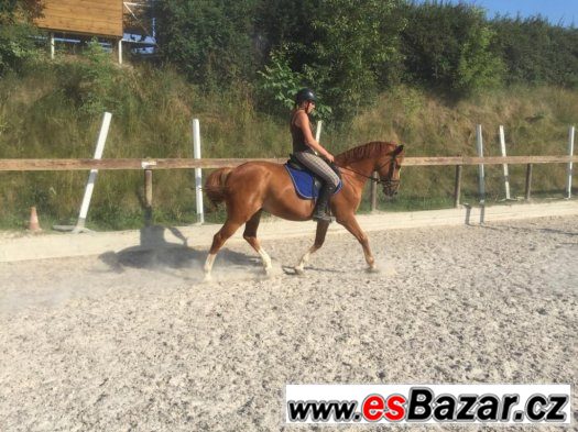 Prodám pony valacha – fotografie 2