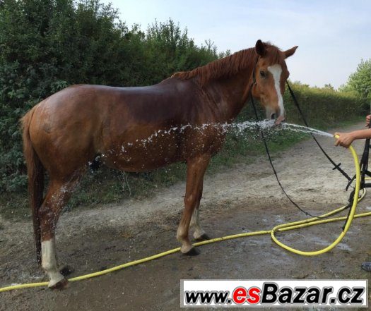 Prodám pony valacha – fotografie 5