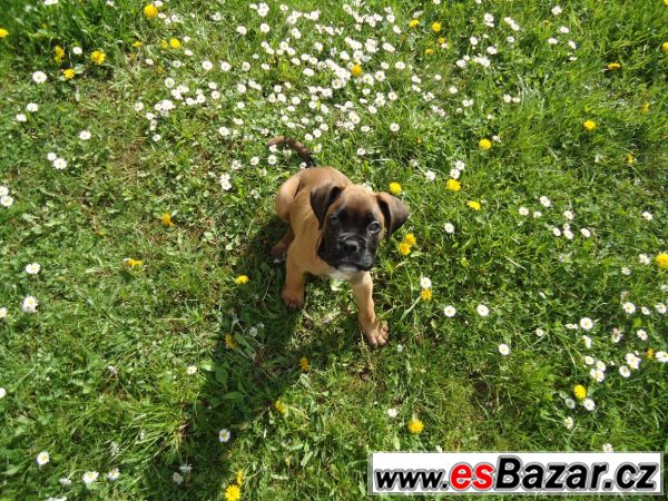 Německý boxer – fotografie 1
