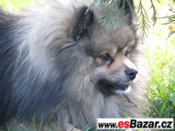německý špic / pomeranian – fotografie 1