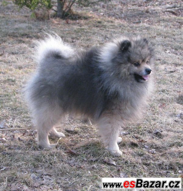 německý špic / pomeranian – fotografie 2