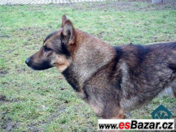NERO - Německý ovčák - pes – fotografie 1