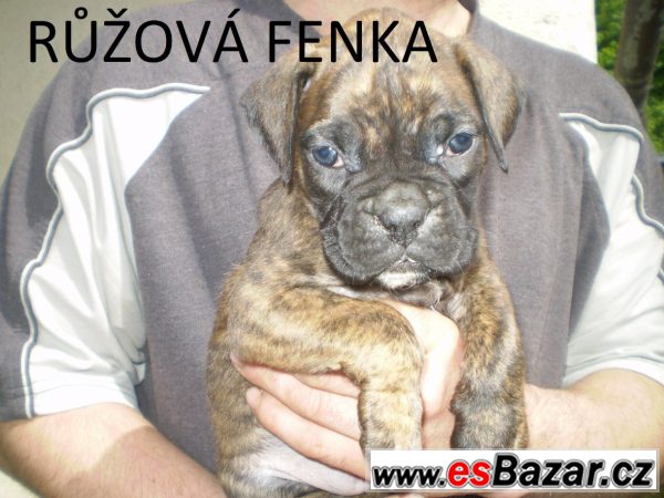 Německý boxer štěňata – fotografie 2