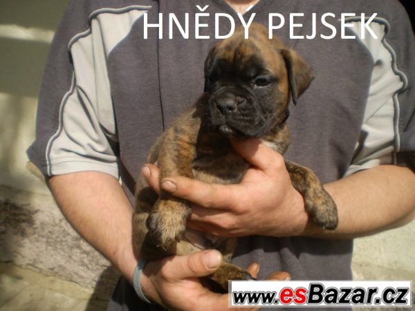 Německý boxer štěňata – fotografie 3