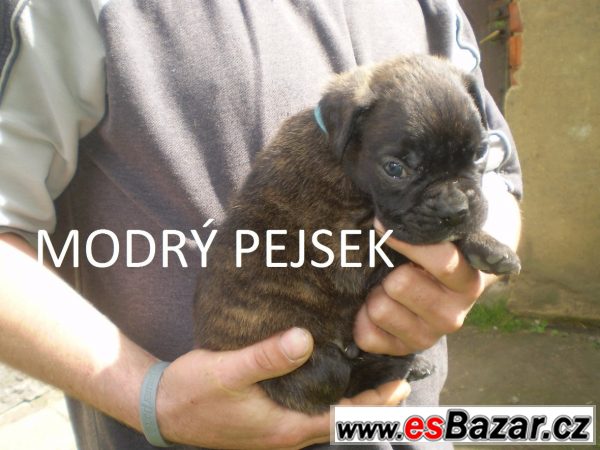 Německý boxer štěňata – fotografie 4