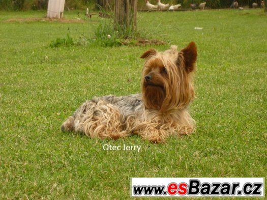 Jorkšírský teriér – fotografie 4
