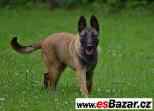 Malinois – fotografie 1