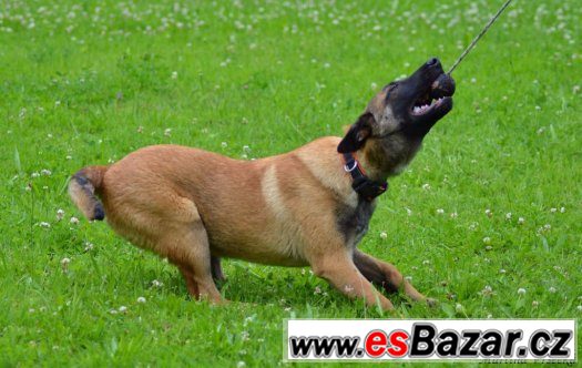 Malinois – fotografie 3