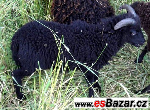 Černý beránek - Quessantská (Ouessantská) ovce - Nabídka – fotografie 2
