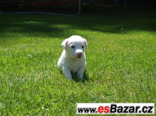 Prodám posledního pejska z vrhu JRT bez PP – fotografie 1