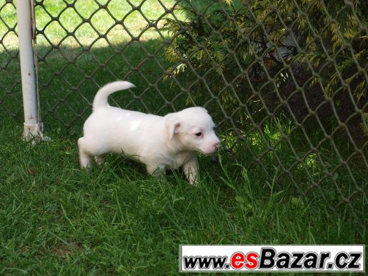 Prodám posledního pejska z vrhu JRT bez PP – fotografie 2