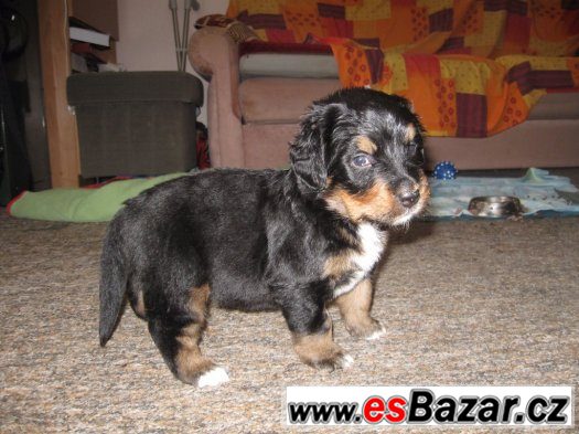 štěně rhodeský ridgebackbernský salašnickýpes – fotografie 2
