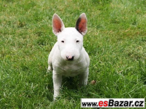 Miniaturní bullterier s PP – fotografie 1