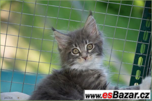 Nabízím maiňátka – fotografie 3