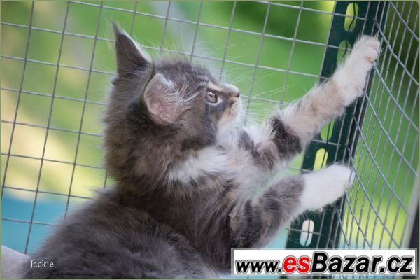 Nabízím maiňátka – fotografie 4