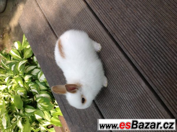 Mládě zakrslého králíka – fotografie 1
