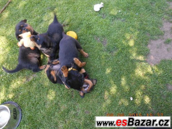 Nabízíme štěňátka RTW - rottweilerů – fotografie 1
