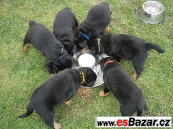 Nabízíme štěňátka RTW - rottweilerů – fotografie 2