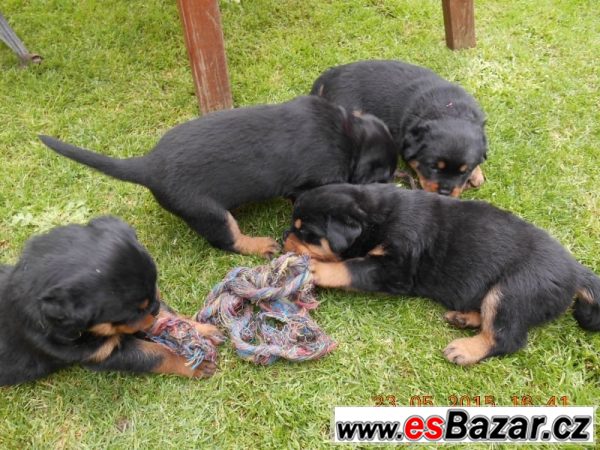 Nabízíme štěňátka RTW - rottweilerů – fotografie 3