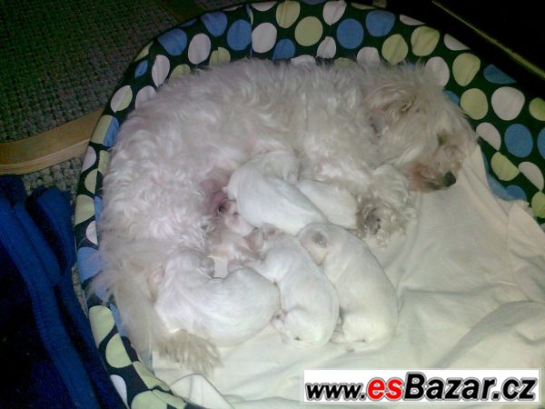 Maltezáčci – fotografie 1