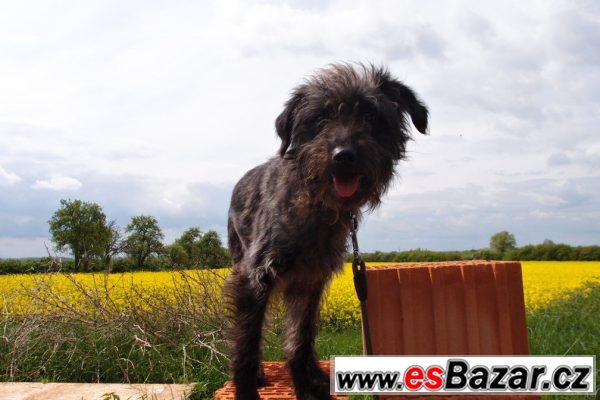 Mladý voříšek ZINK hledá domov! – fotografie 3