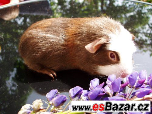 NÁDHERNÁ MORČÁTKA - TEDDY, CRESTED – fotografie 4